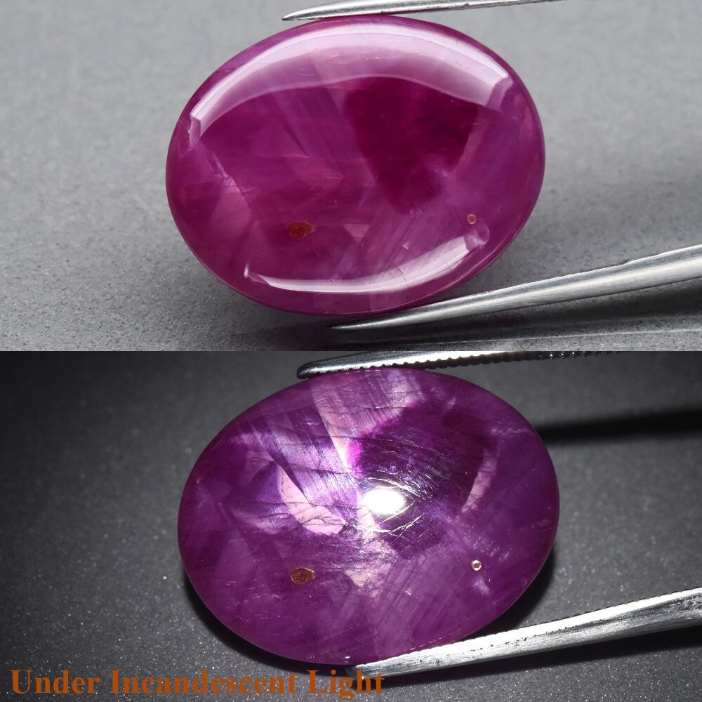 CERTIFICATE Incl.* 19.77ct Oval Cabochon Purplish Red 6 Ray Star Ruby Gemstone